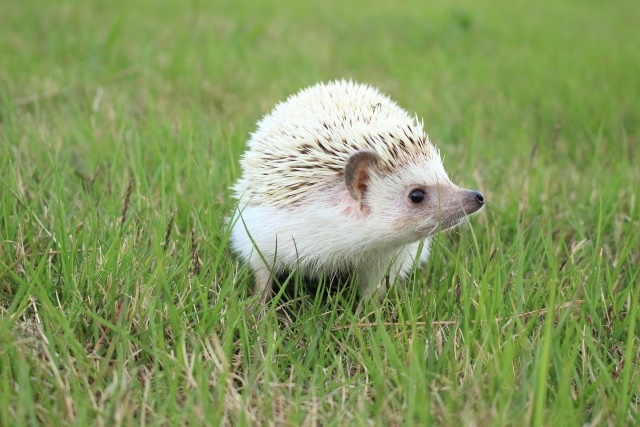 【生態学】田園地帯のハリネズミ集団のモニタリング