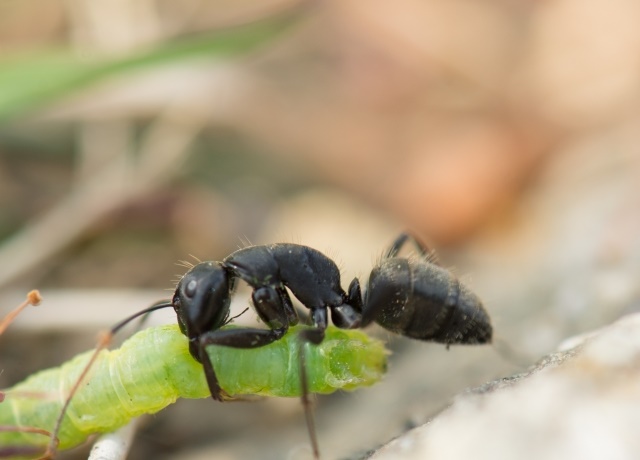 【動物行動】アリの分業はどのように生じたのか