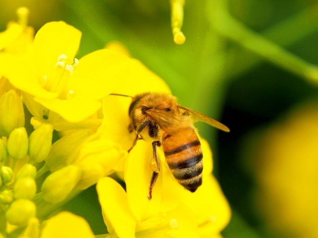 【生物学】アフリカミツバチのコロニーに出現する女王バチのクローン