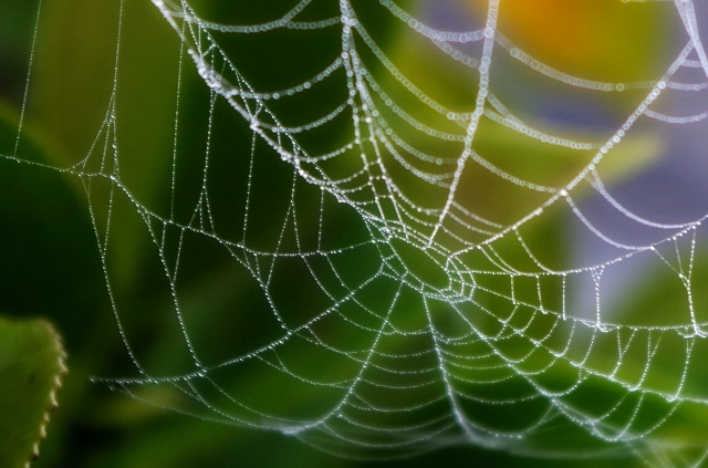 【生体力学】クモの粘着物質は湿潤環境下でも粘着性を維持する