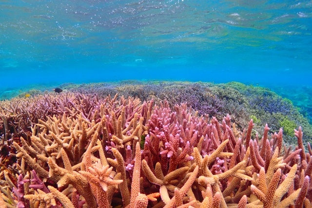 【生態学】人工構造物が絶滅危惧種のサンゴの繁殖に役立つかもしれない