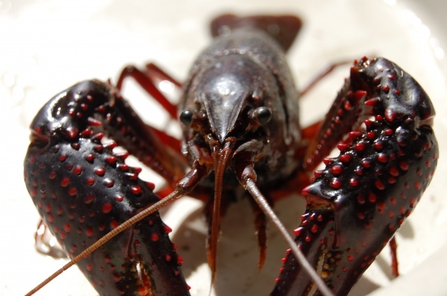 ペットのザリガニが有害生物に進化した