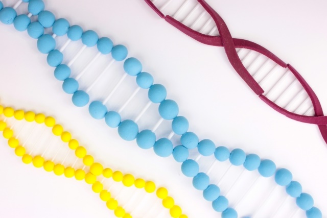 【ゲノミクス】再生研究にヒントをもたらす小さなゲノムと大きなゲノム