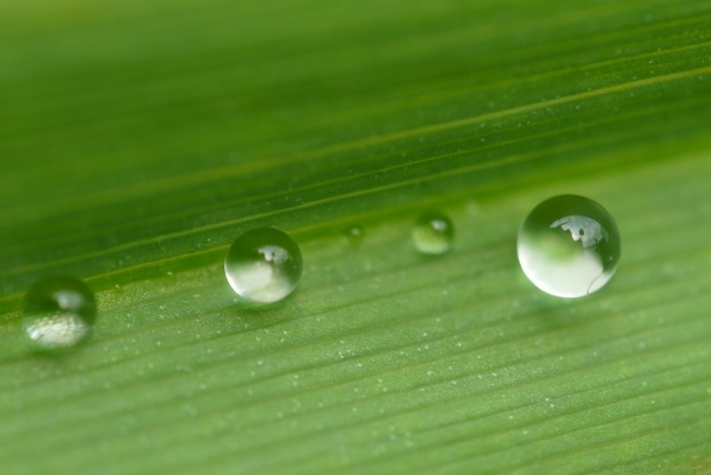 ハムシは共生細菌の酵素の助けで葉を消化－ペクチン分解に特化した極小ゲノム共生細菌の発見－