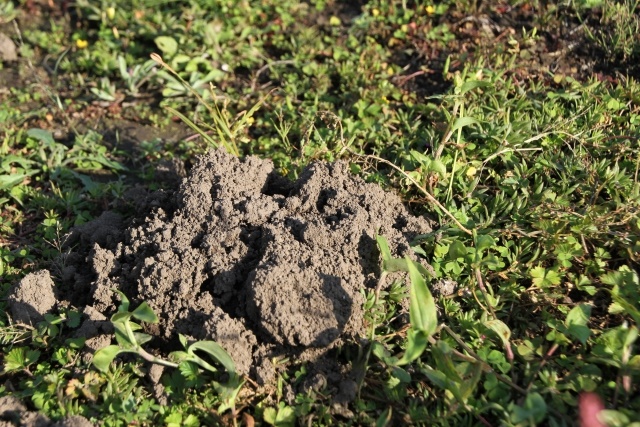 【微生物学】地面を掘って抗生物質を探す