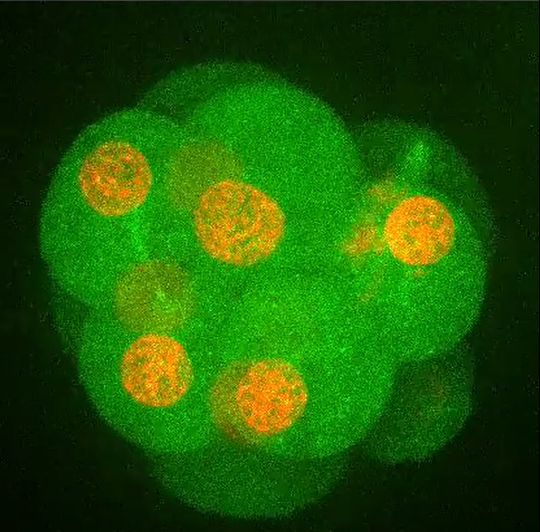 近畿大学 生物理工学部 遺伝子工学科 発生遺伝子工学研究室  山縣一夫 先生